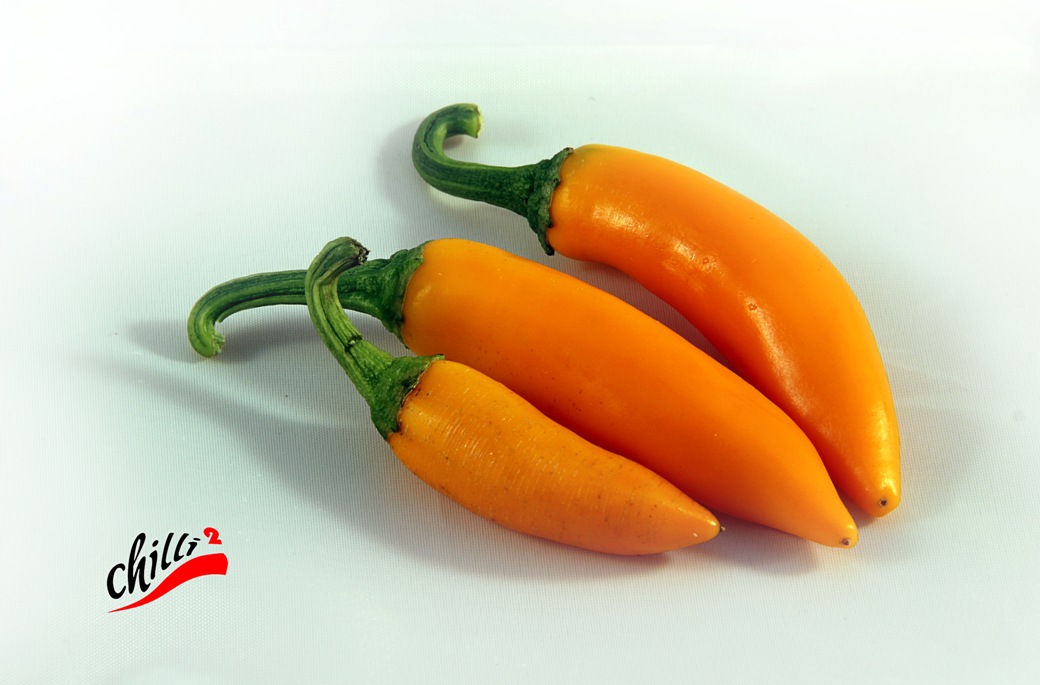 Bulgarian Carrot