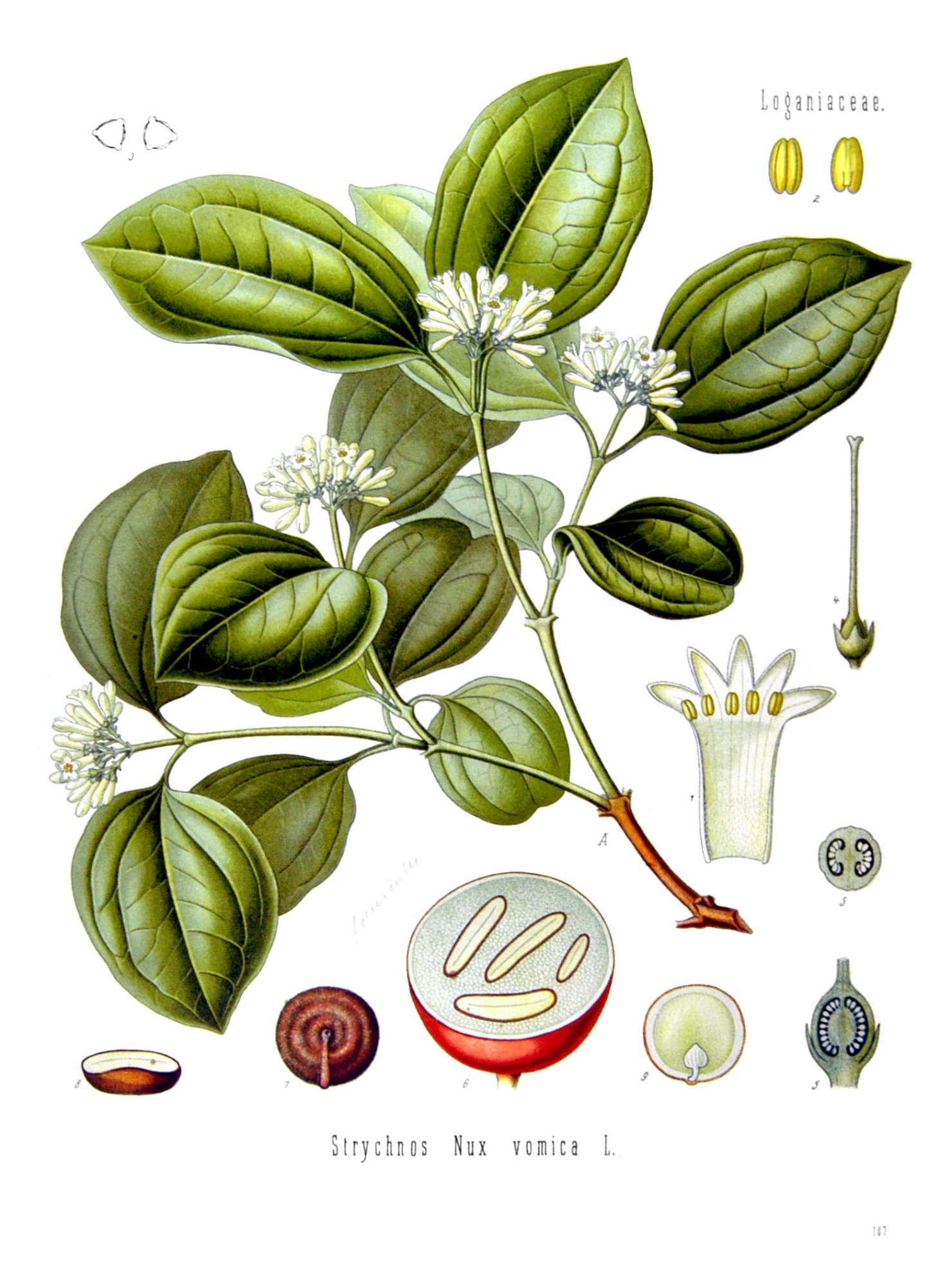 zdroj: http://upload.wikimedia.org/wikipedia/commons/6/66/Strychnos_nux-vomica_-_K%C3%B6hler%E2%80%93s_Medizinal-Pflanzen-266.jpg