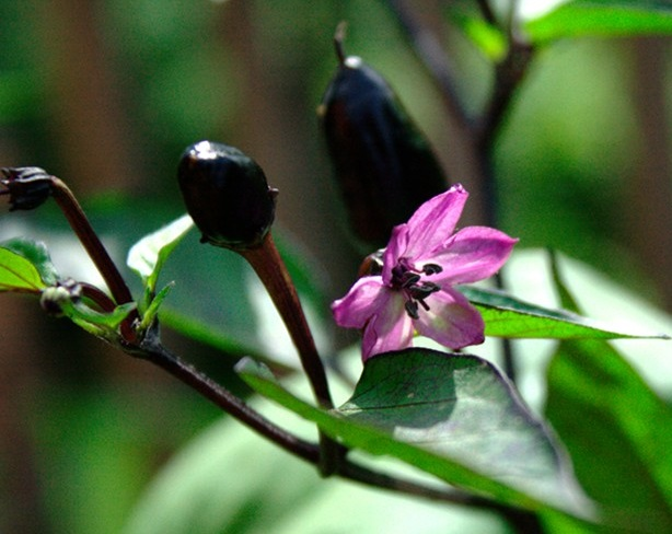 Black Olive - chillichilli.sk odroda - foto zdroj:flickr.com